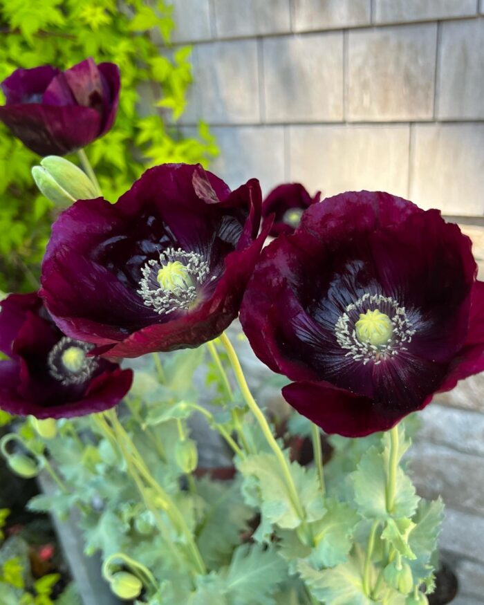 dark purple poppy flowers