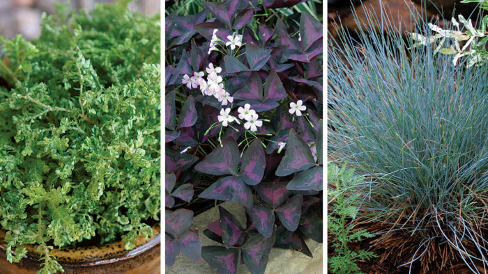 Container Plants for Spring