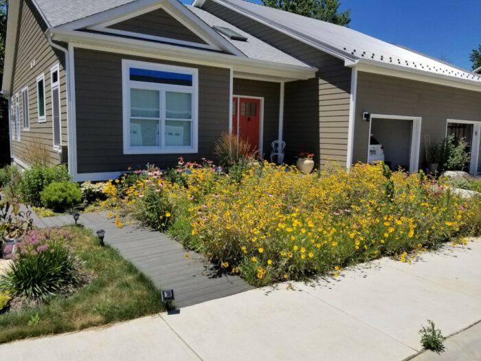 new meadow garden in full bloom