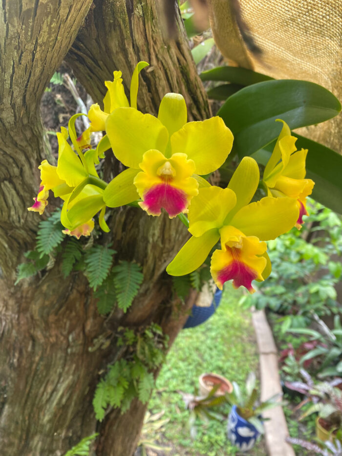 bright yellow and pink orchid flowers on a tree