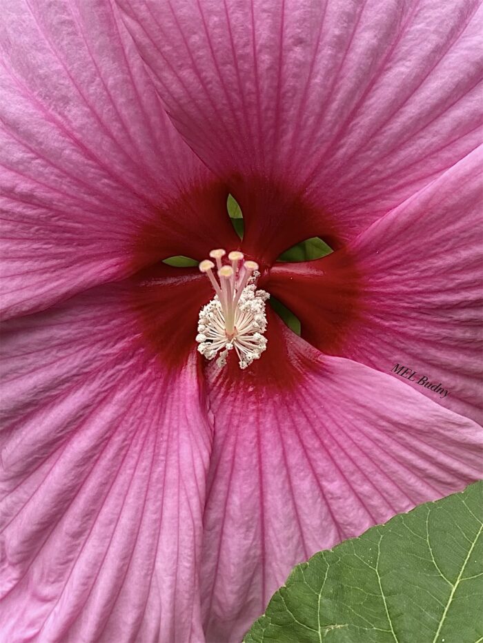 close up of bright pink hibiscus flower