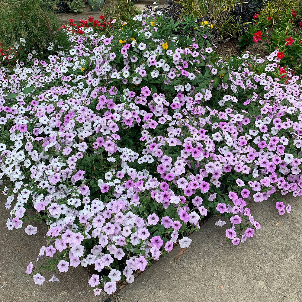 Tidal Wave Petunias