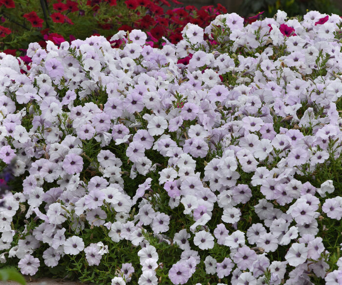 the best petunias