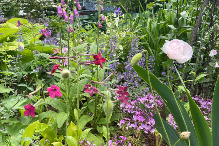 garden with matching plant colors