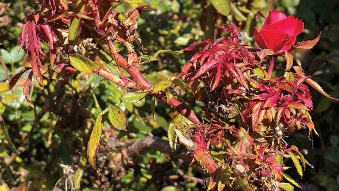 Rose rosette disease damage caused by an eriophyid mite