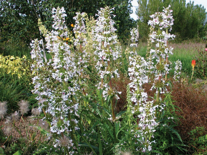 Himalayan Whorlflower, a drought tolerant summer plant