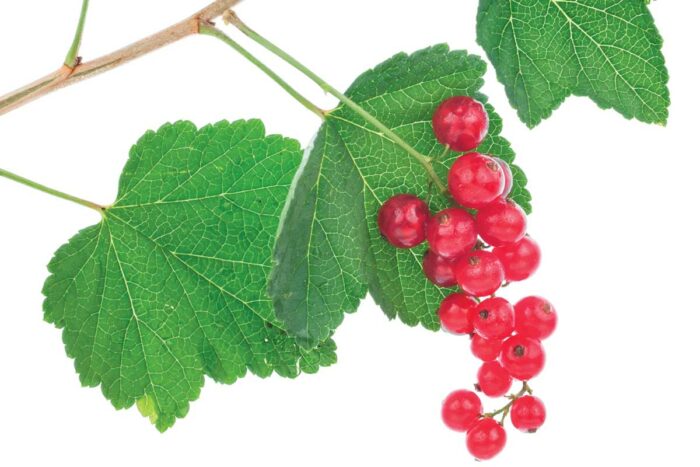 currants