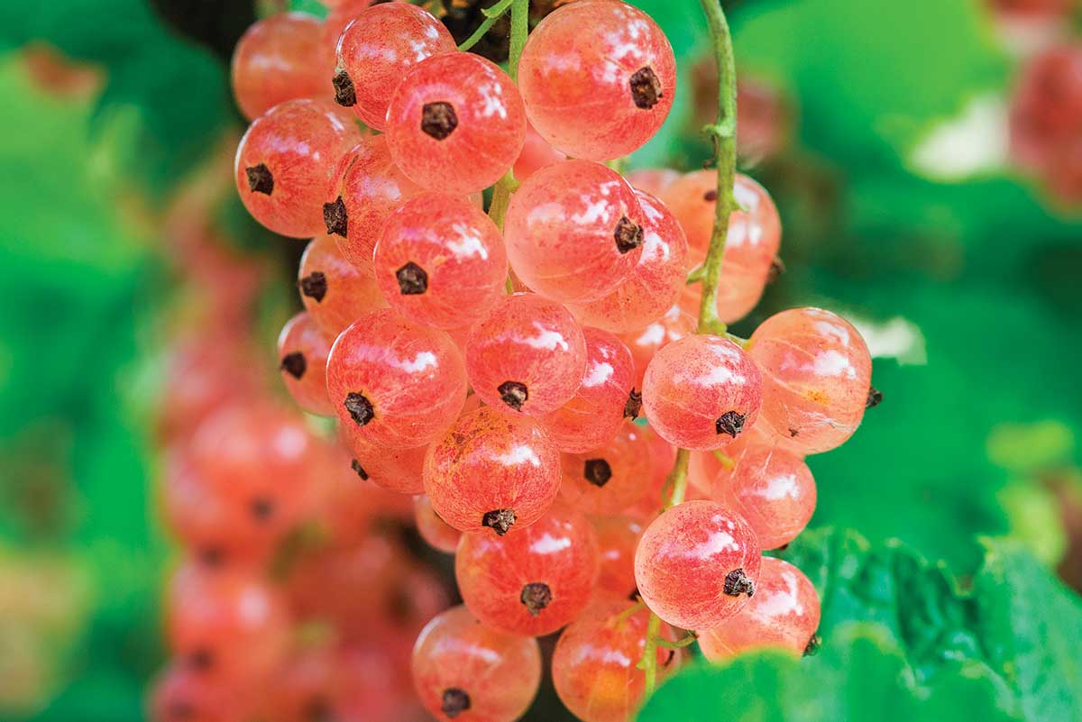 A Pro's Tips for Growing Currants - FineGardening