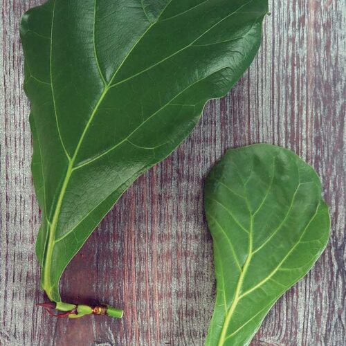 leaf-bud cuttings