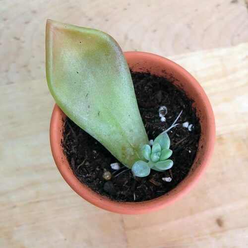 whole-leaf cuttings for succulents