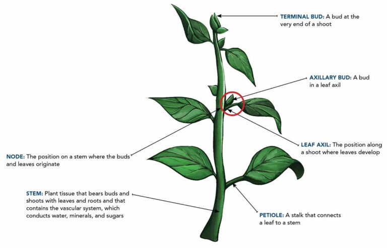 Learn 5 Ways to Propagate Houseplants Through Cuttings - Fine Gardening