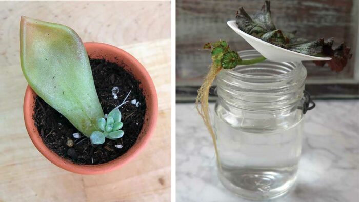 propagating houseplant from cuttings