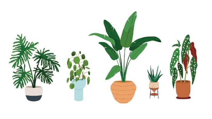 houseplant drawing