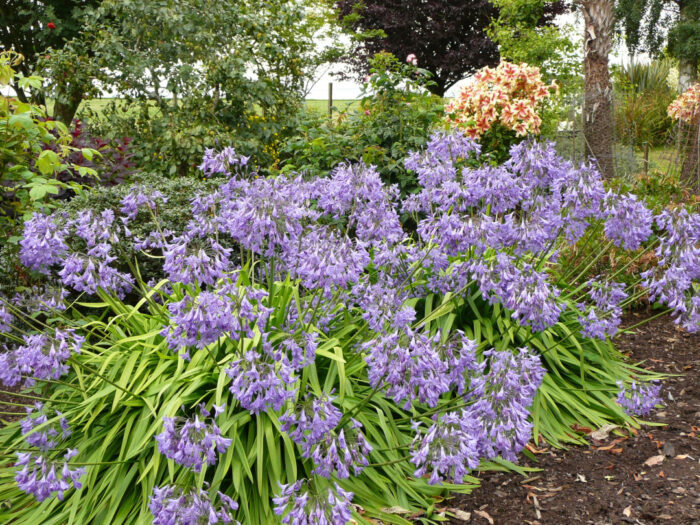 large plant with purple flowers in front of multicolored lilies