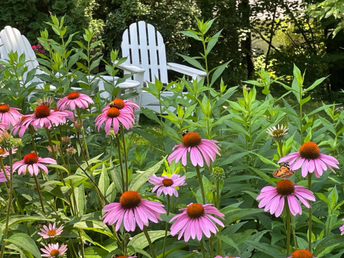 pink coneflowers in front of white Adirondack chairs