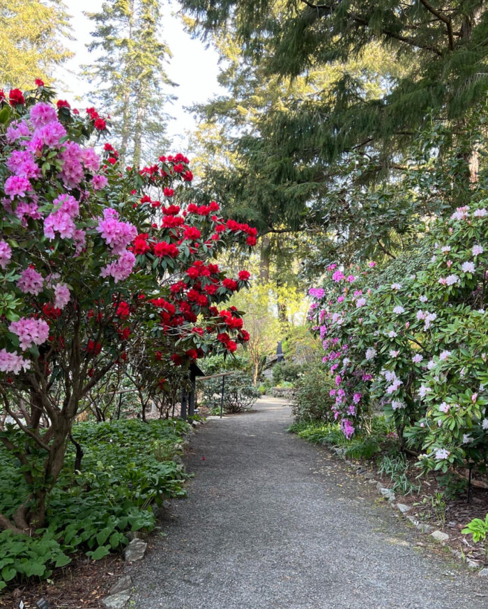 garden path with rhododendron of various colors on both sides