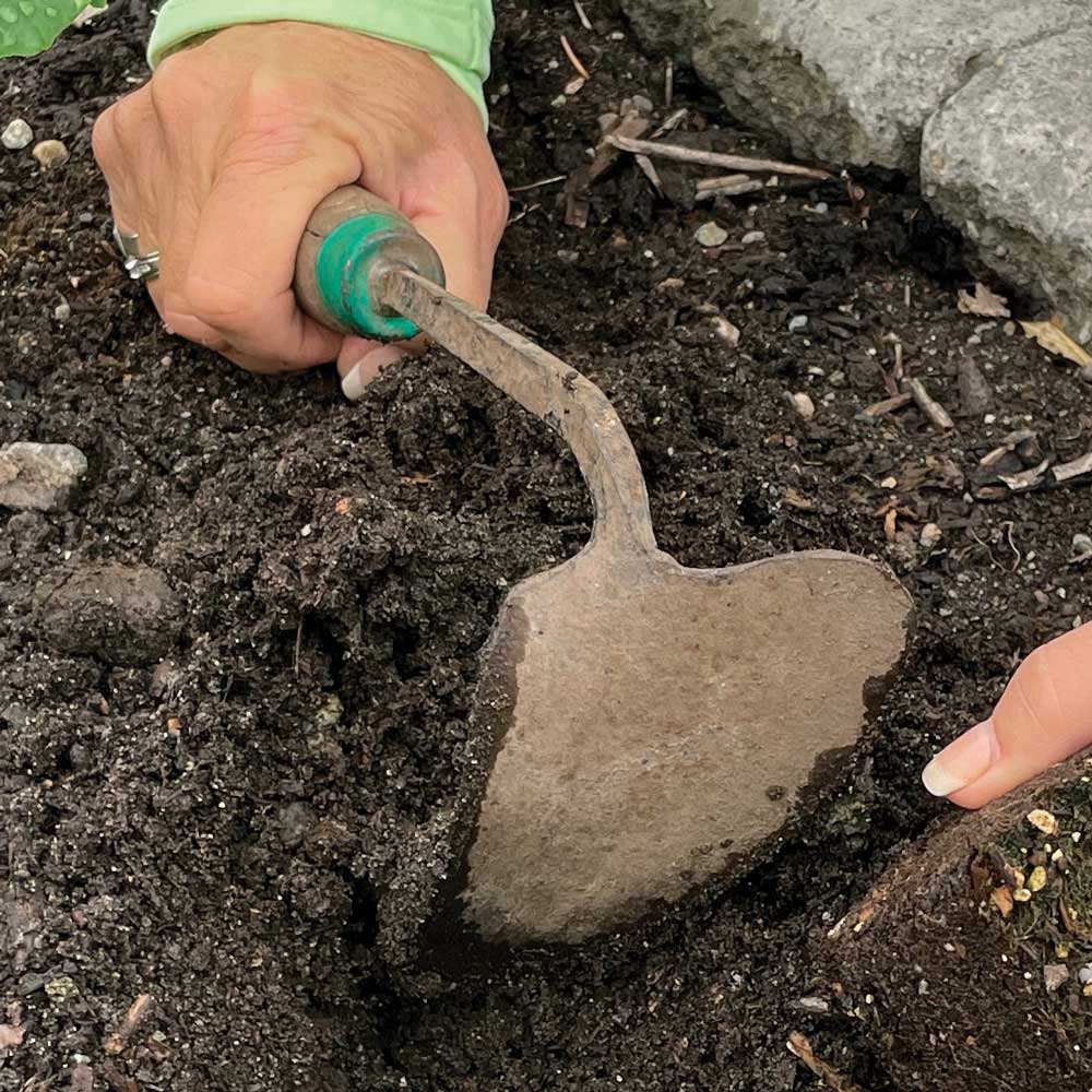 How to Use Cloches and Critter Cages to Protect Young Plants