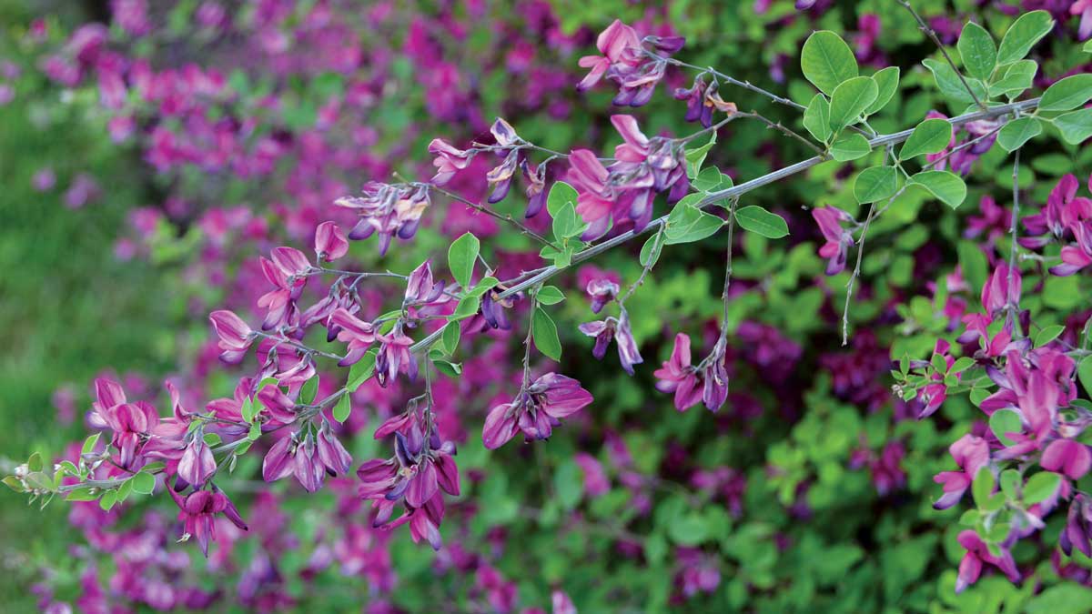 Best of the Bush Clovers: Trial Plant Results - FineGardening