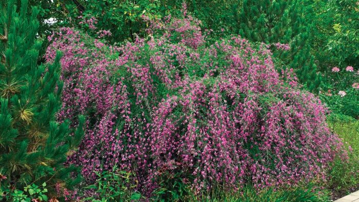 ‘Gibraltar’ Thunberg bush clover