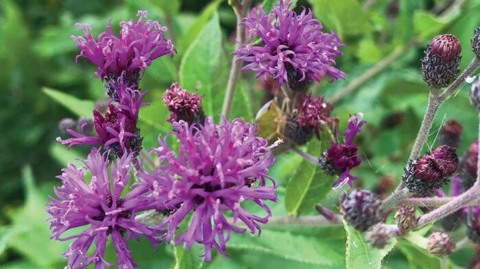 Western Ironweed