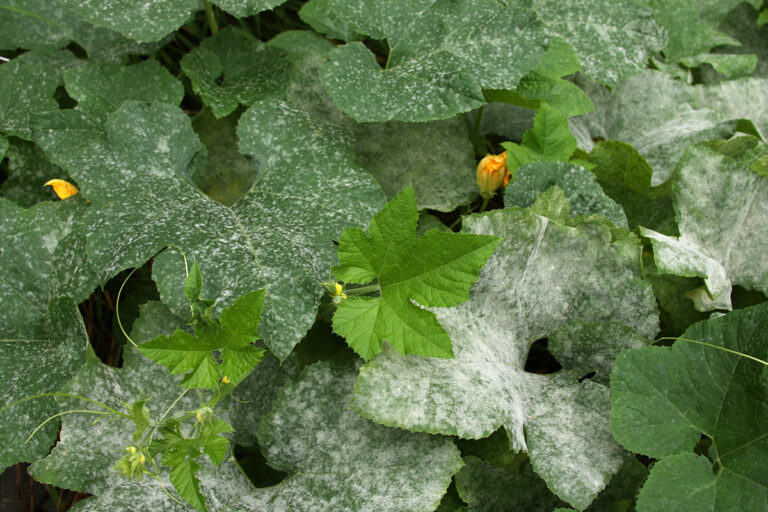 Managing Powdery Mildew in the Southeast Fine Gardening