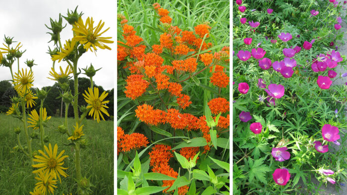 heat-tolerant perennials