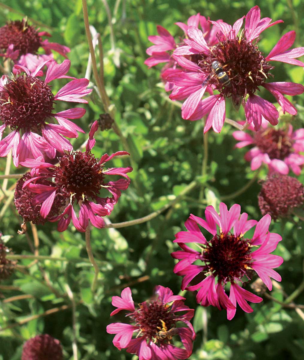 Purple blanket online flower