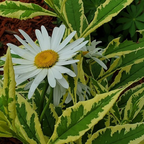 white daisy with variegated foliage