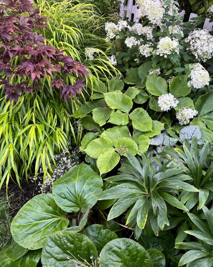 garden bed with various foliage plants and a white hydrangea