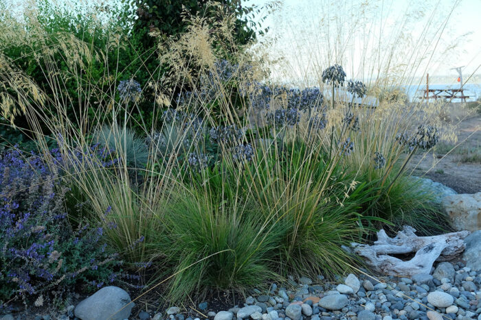 heat tolerant ornamental grass