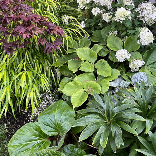 garden bed with various foliage plants and a white hydrangea