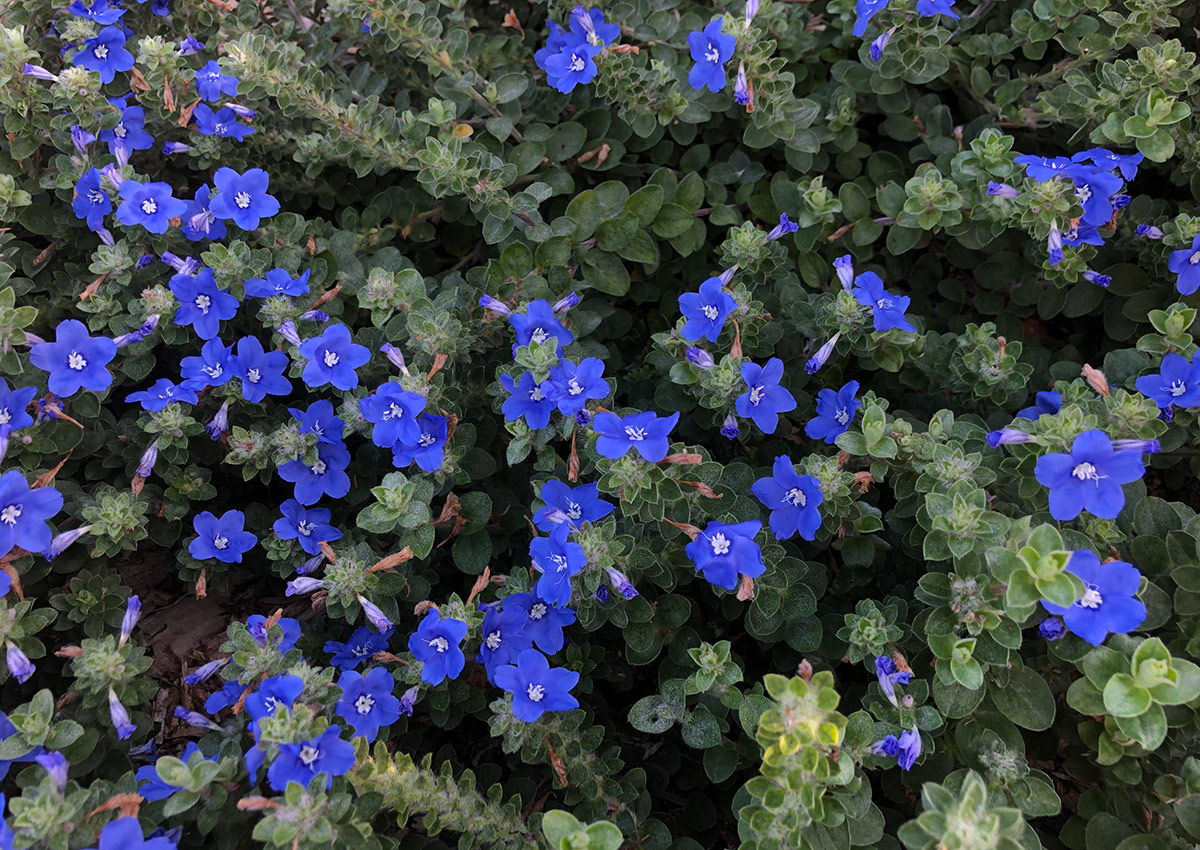 Blue My Mind dwarf morning glory