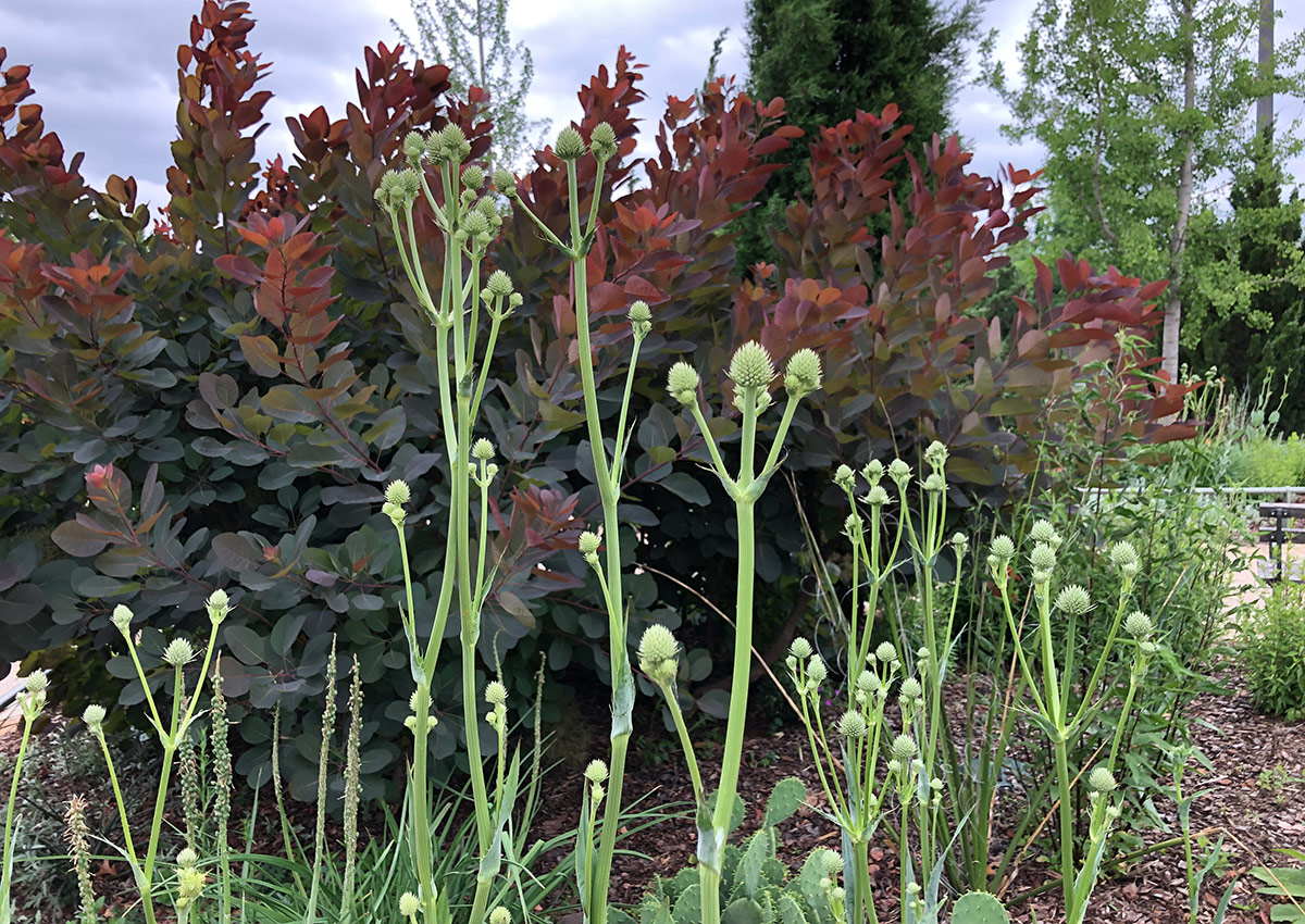 Rattlesnake master