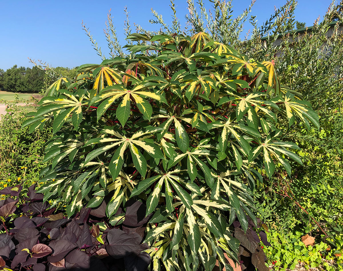 variegated tapioca