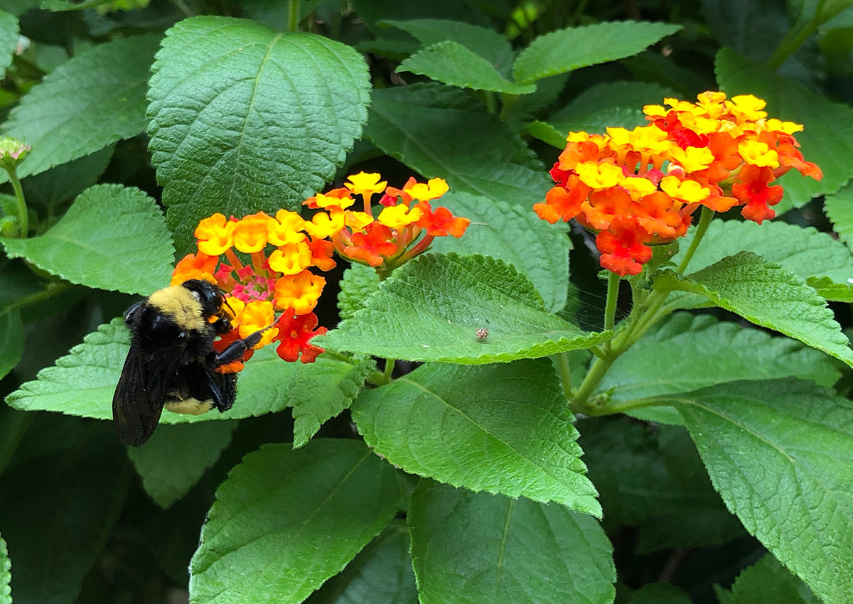 Little Lucky Red lantana