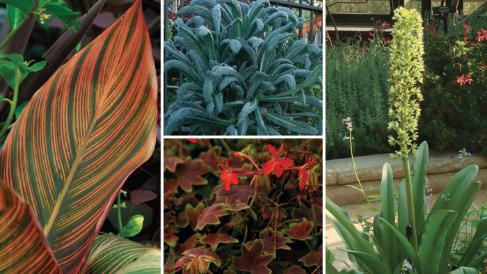 plants for focal point pots