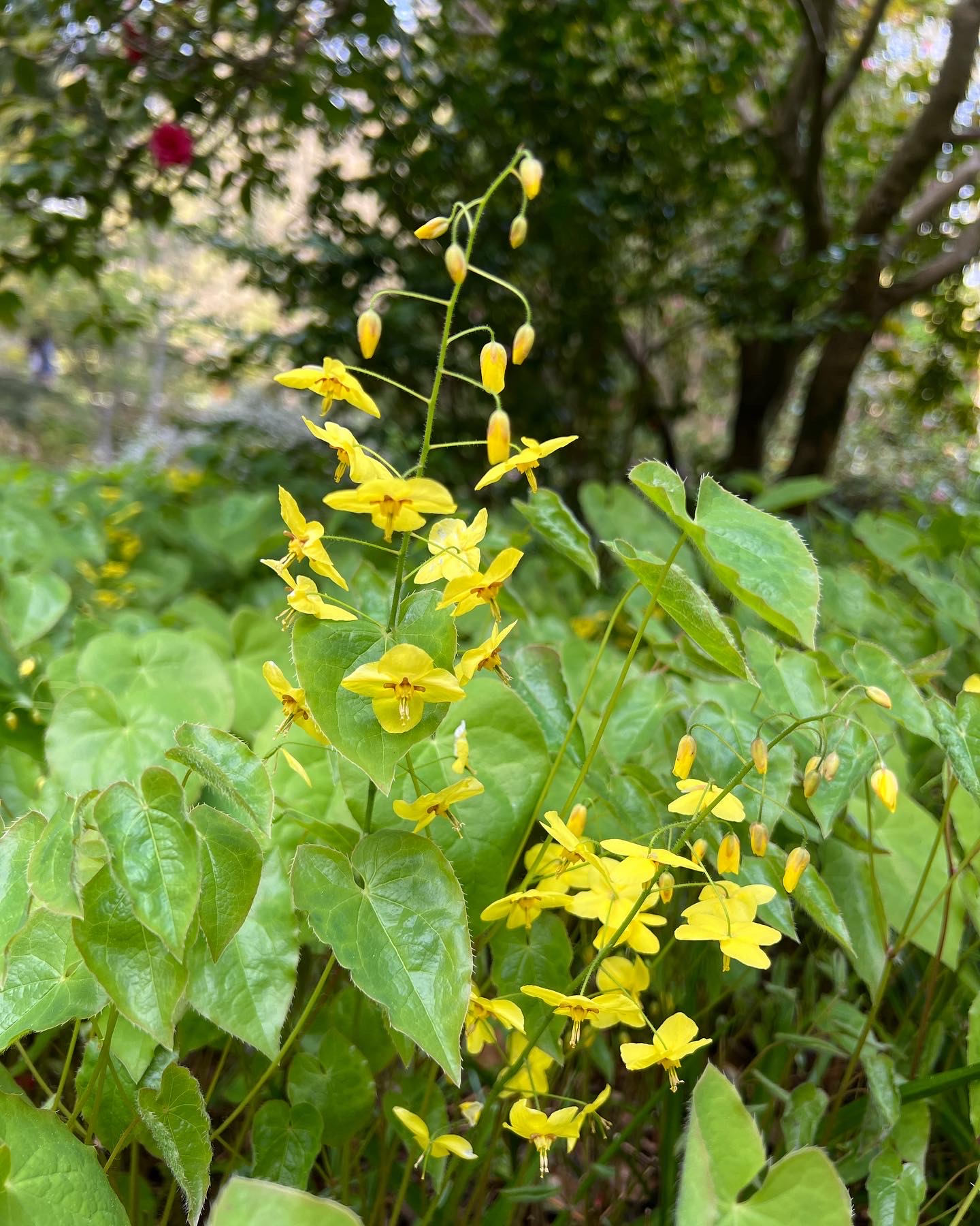 Yellow roses in the Rose Garden  Royal Roads University Hatley Park