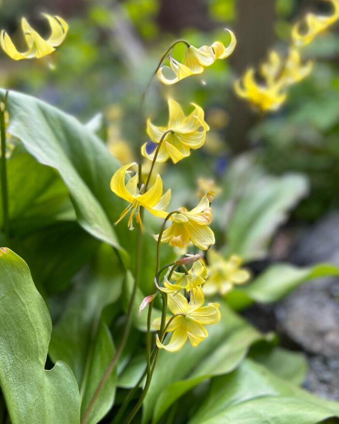 close up of tiny yellow spring flowers