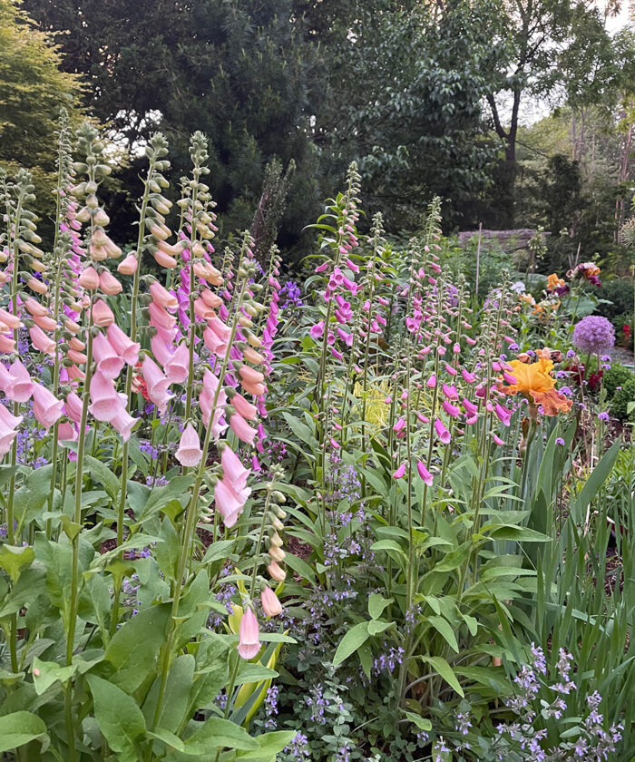 foxgloves in a mass planting