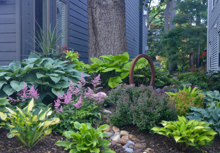 garden bed with lots of different hosta varieties and pink flowers