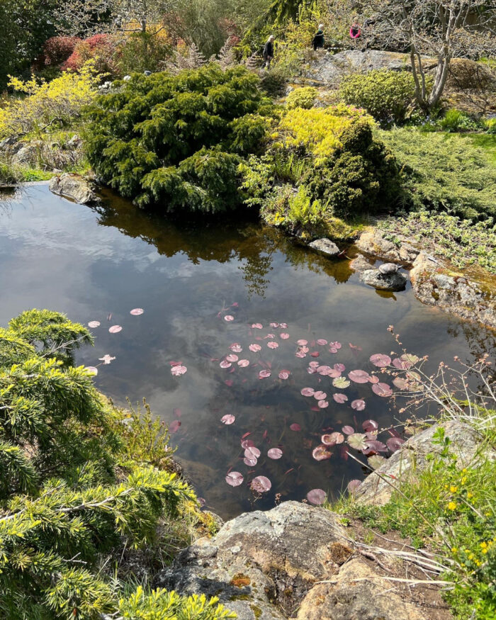 garden pond with waterlilies and surrounded by conifers