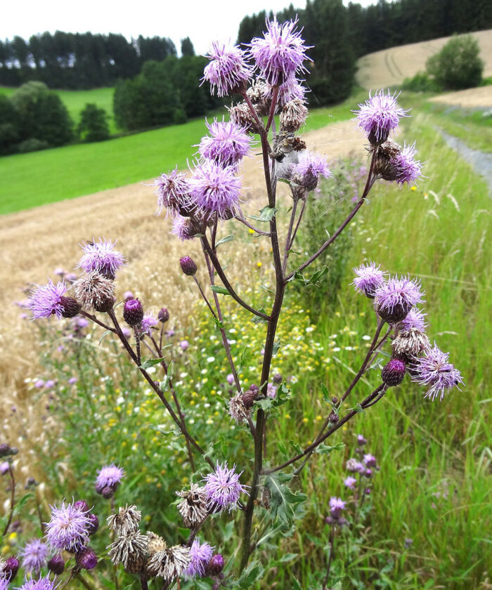 Canada thistle in bloom