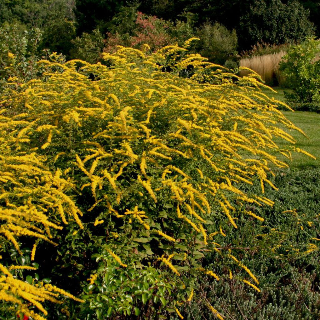 Fall-Flowering Perennials for Pollinators in the Northern Plains - Fine ...