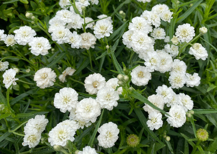 Peter Cottontail sneezewort