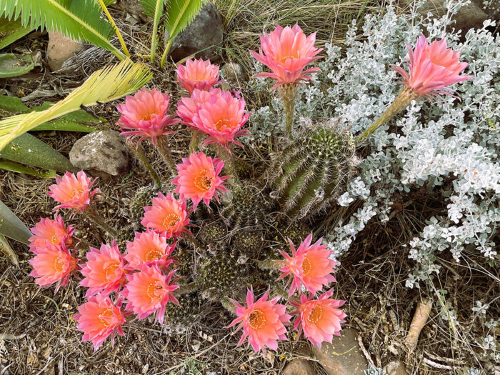 Salmon Queen echinopsis