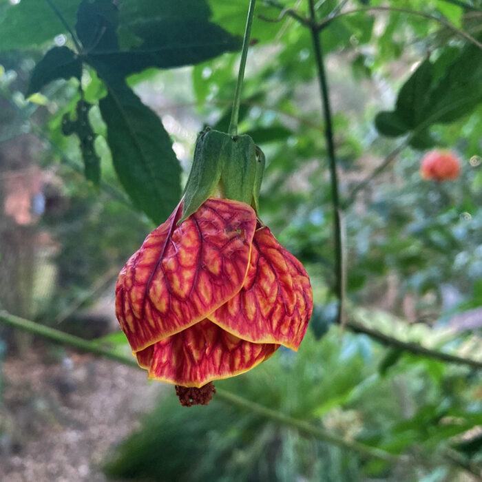 flowering evergreen plant