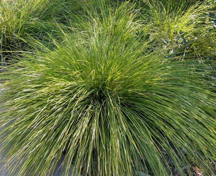 Flowering Evergreens for the Shade Garden - FineGardening