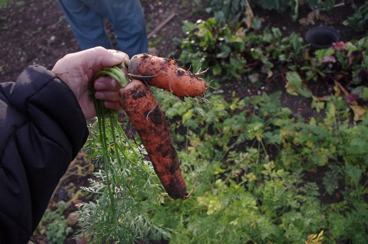 harvesting carrots