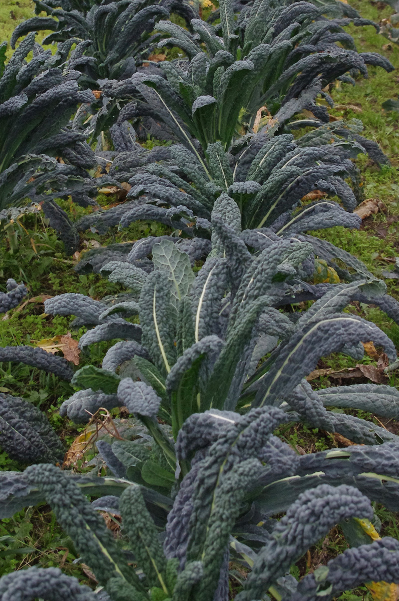 snake kale