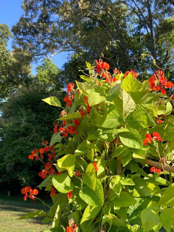 scarlet lady runner beans